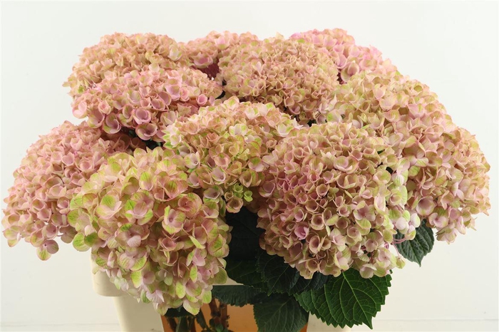 <h4>Hydr M Revolution Pink 60-15</h4>