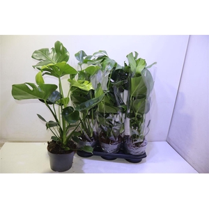 arr8 Monstera 19 Cm