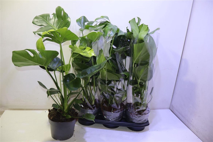 <h4>arr8 Monstera 19 Cm</h4>
