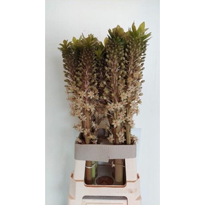 EUCOMIS OV