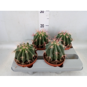 Ferocactus pilosus