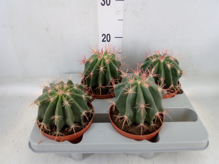 <h4>Ferocactus pilosus</h4>