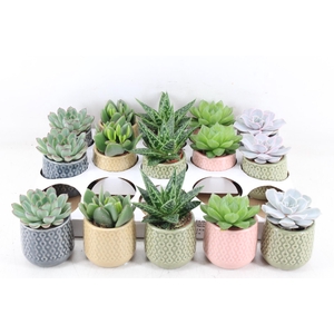 arr3 OV - Ker. Sao Paulo