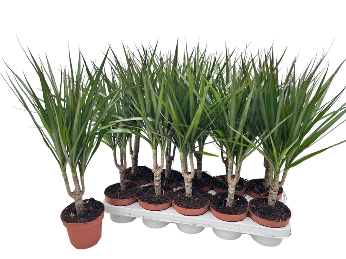 <h4>DRA MARGINATA</h4>