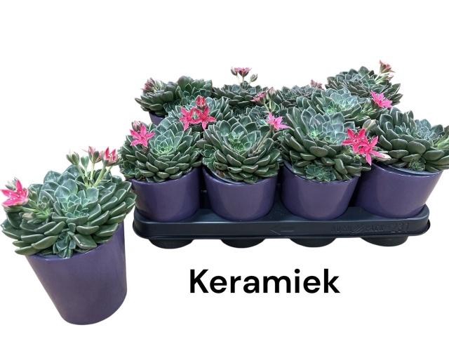 <h4>GRAPTO BELLUM</h4>