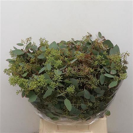 <h4>EUC. POPULUS GRAIN SHORT</h4>