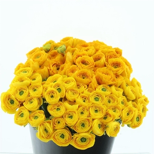 Ran Su Sr Omega Yellow 1a