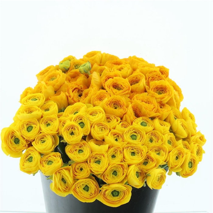 <h4>Ran Su Sr Omega Yellow 1a</h4>