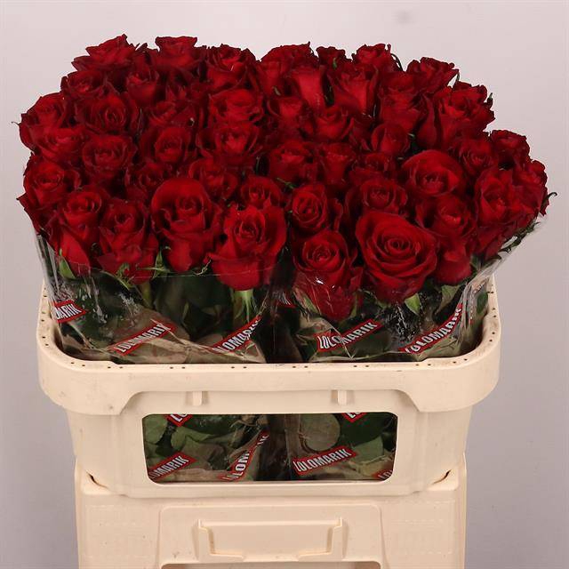 <h4>Rosa large ever red</h4>