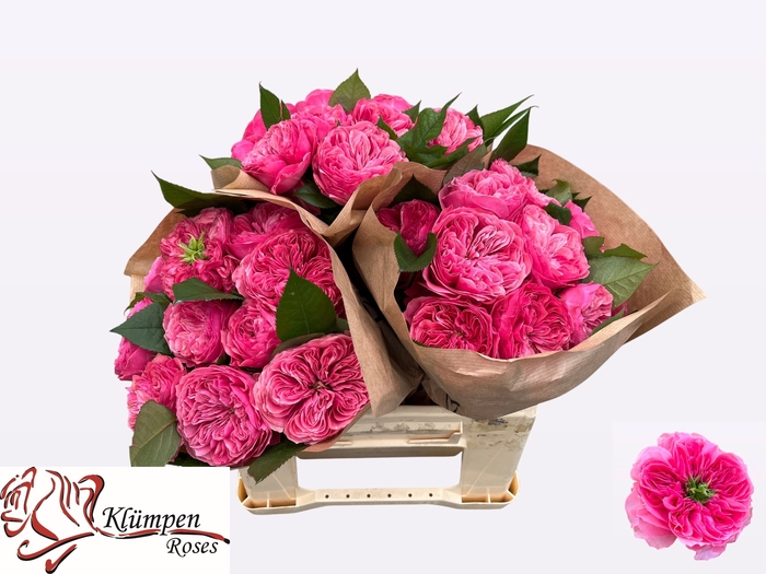 <h4>R Gr Middleton Kluempen</h4>