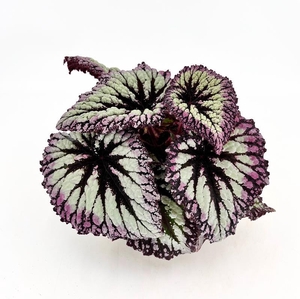 BEGONIA REX-HYBRID P12 FIREWORKS
