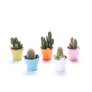 Cactus gekleurd zink 5,5 cm