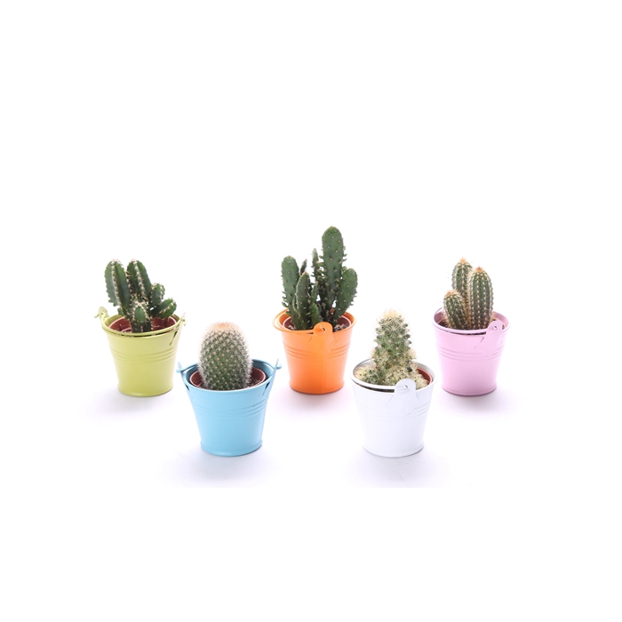 <h4>Cactus gekleurd zink 5,5 cm</h4>