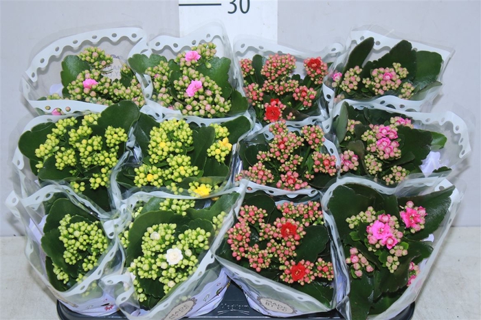 <h4>Kalanchoe Calandiva Mix</h4>