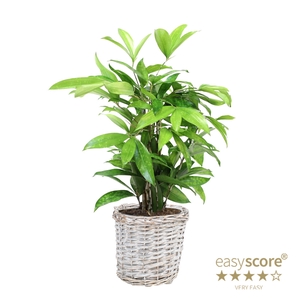 DRACAENA SURCULOSA P20