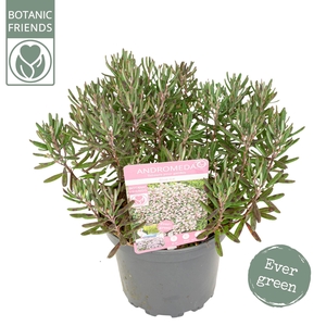 Andromeda poli. 'Blue Ice'