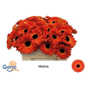GE GR MEDINA