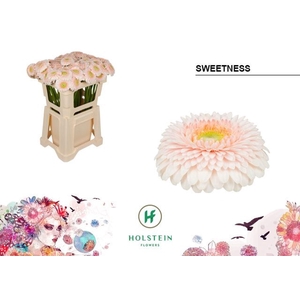 GERBERA GERPONI SWEETNESS GE MB GER