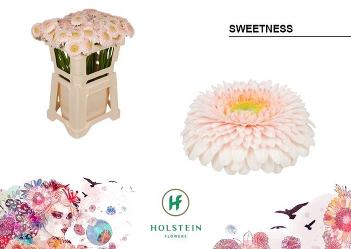 <h4>GERBERA GERPONI SWEETNESS GE MB GER</h4>