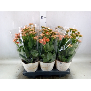 Kalanchoe  'Volcanic Orange'