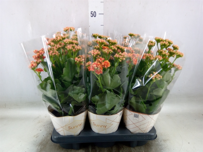 <h4>Kalanchoe  'Volcanic Orange'</h4>