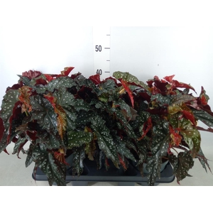 Begonia BD mac. 'Black Forest'
