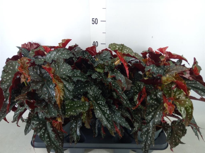 <h4>Begonia BD mac. 'Black Forest'</h4>