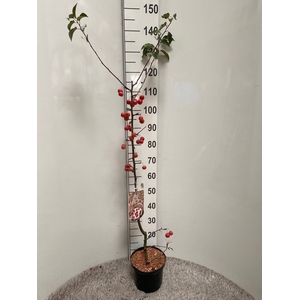 MALUS RED SENTINEL