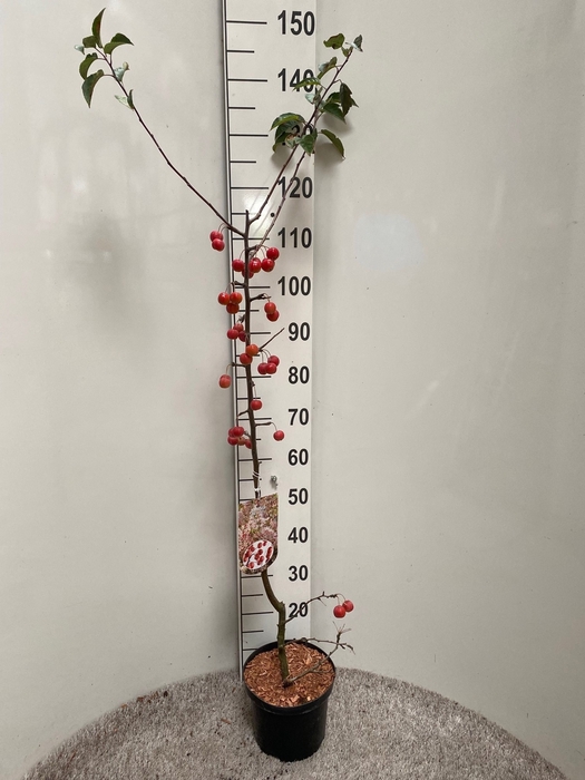 <h4>MALUS RED SENTINEL</h4>