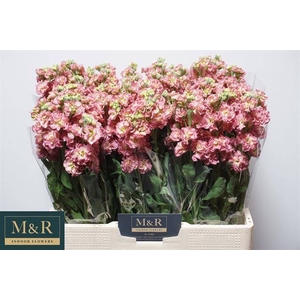 MATTH STOX ANTIQ ROS