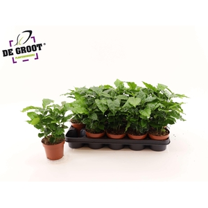 COFFEA ARABICA