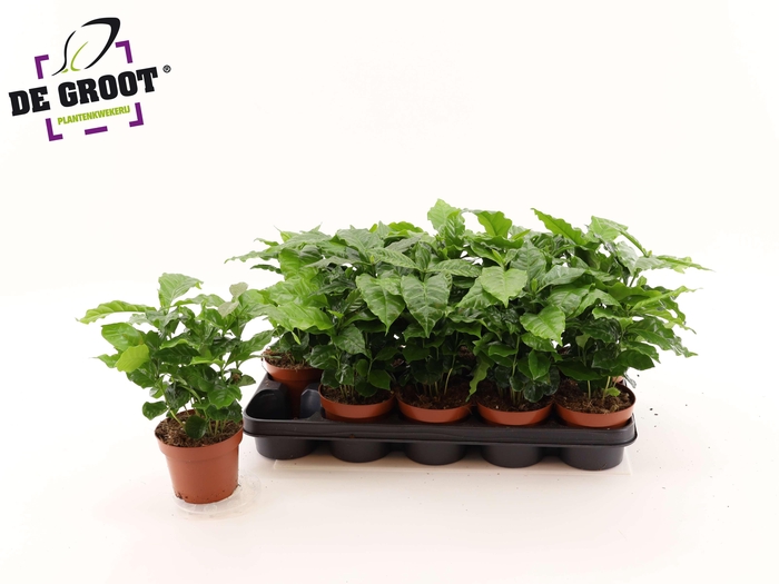 <h4>COFFEA ARABICA</h4>