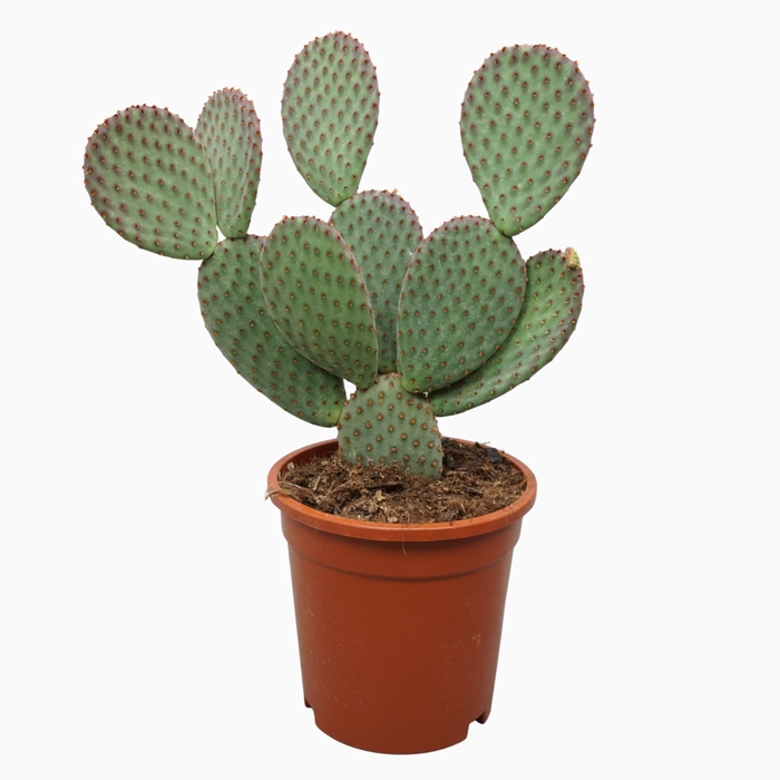 <h4>Opuntia microdasys</h4>