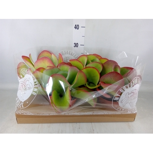 Kalanchoe NF thyrsiflora