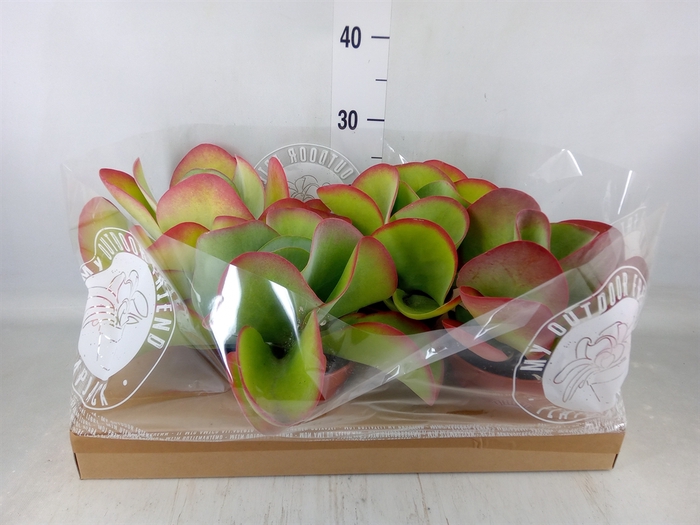 <h4>Kalanchoe NF thyrsiflora</h4>