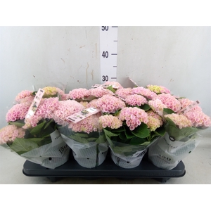 Hydrangea mac. 'Magical Revolution'