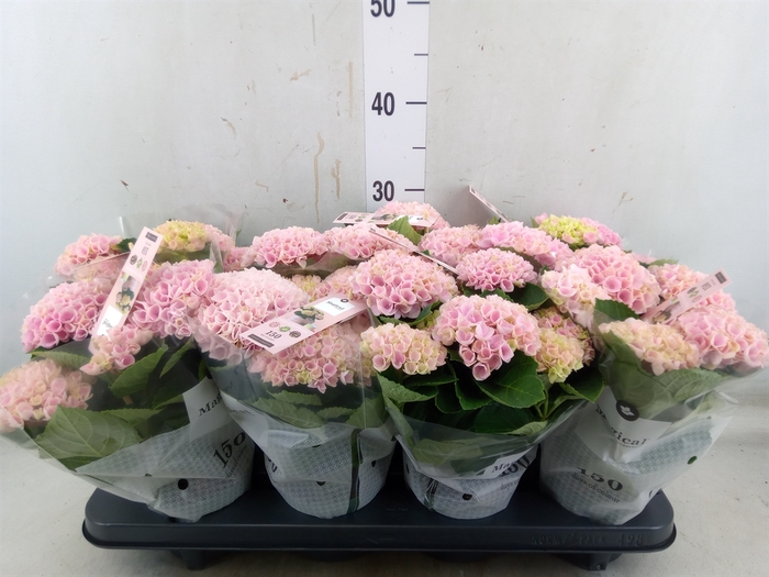 <h4>Hydrangea mac. 'Magical Revolution'</h4>
