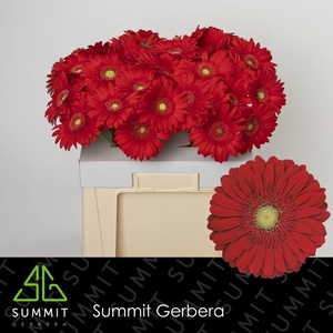 Gerbera Carambole Water