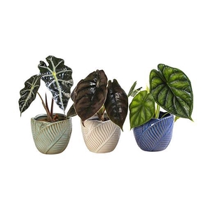 ALOCASIA P10.5 L 65940