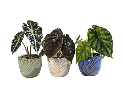 <h4>ALOCASIA P10.5 L 65940</h4>