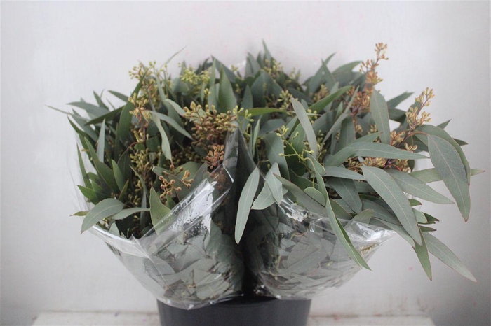 <h4>Euca Populus Berry Short 150gr P Bunch</h4>