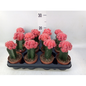 Gymnocalycium mihanov.   ...