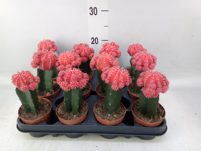 <h4>Gymnocalycium mihanov.   ...</h4>