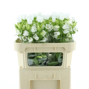 Camp M Champion Whit