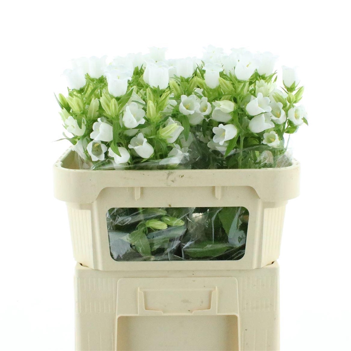 <h4>Camp M Champion Whit</h4>