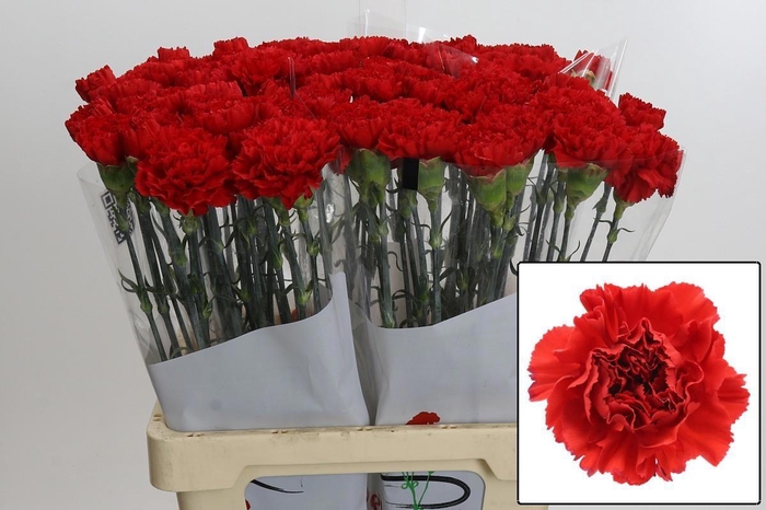 <h4>DI ST GENNARO</h4>