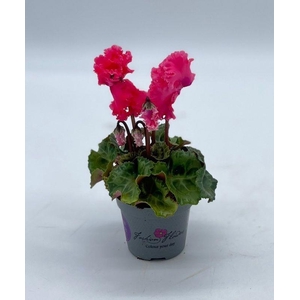 CYCLAMEN PERSICUM MINI P6 CRISPINO