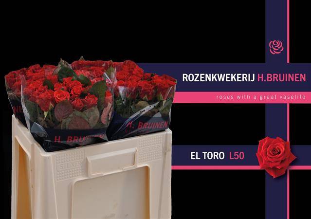 <h4>R GR EL TORO</h4>
