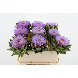 CYNARA SCOLYMUS