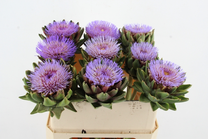 CYNARA SCOLYMUS